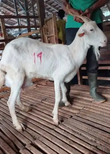 11 ekor kambing betina 35-50 kiloan majiran siap hewan kurban murmer