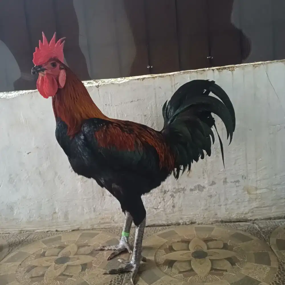 Ayam pelung jumbo