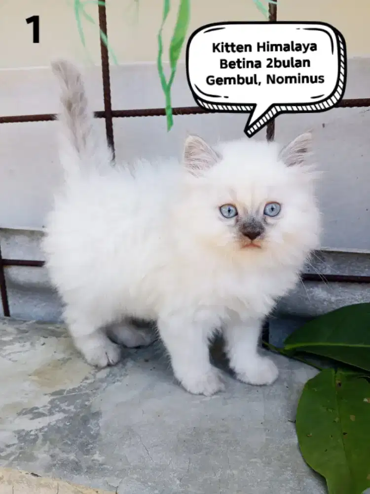 Kucing Persia Himalaya