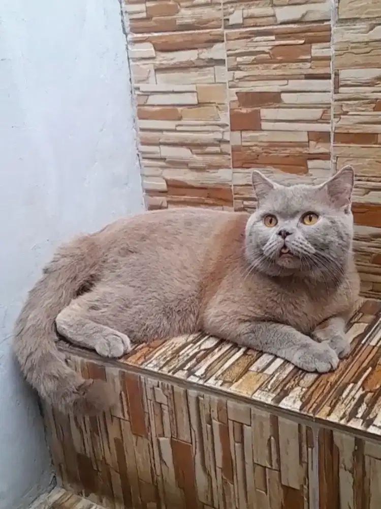 British shorthair jago kimpoy