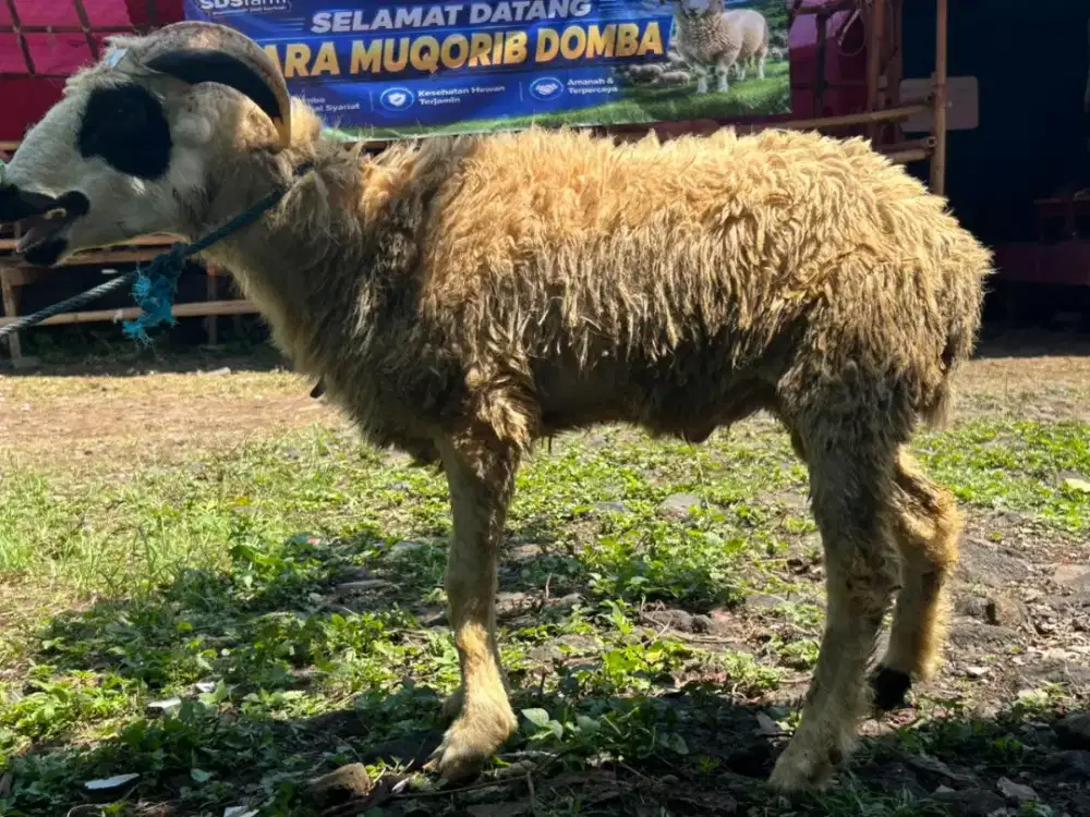 Jual Domba Kurban Murah Kualitas Terbaik