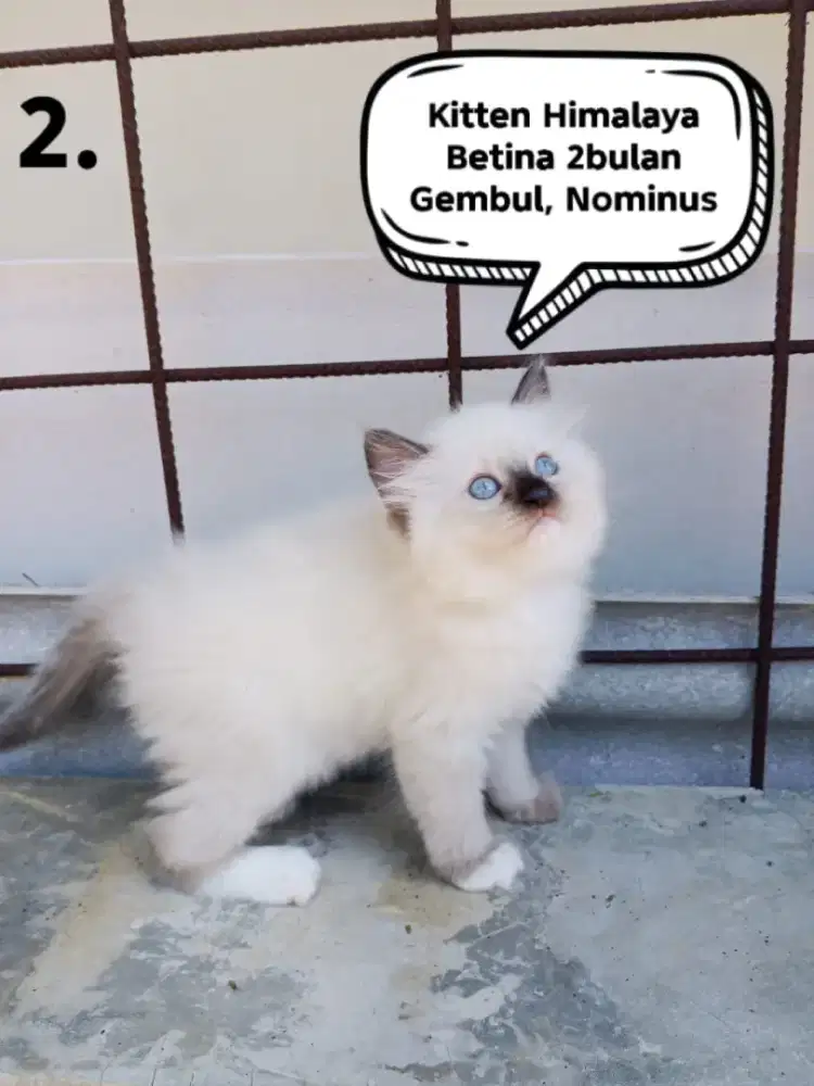 Kucing Himalaya