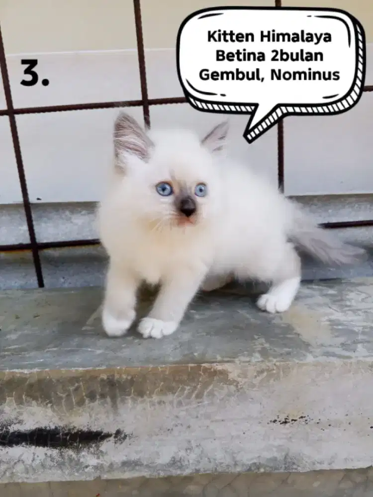Kucing Himalaya
