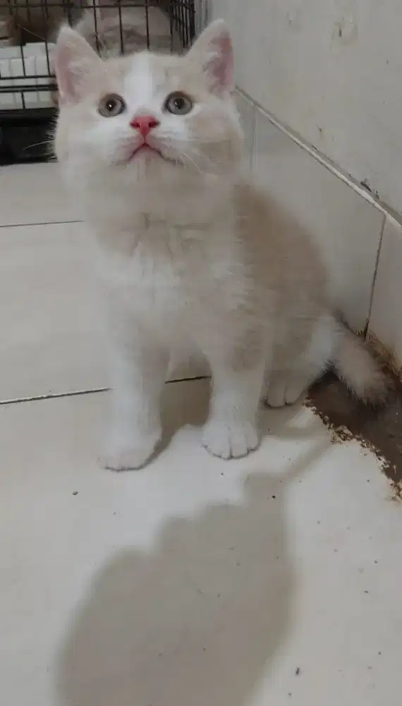 Kitten british shorthair bicolor fawn jantan kucing bsh non ped