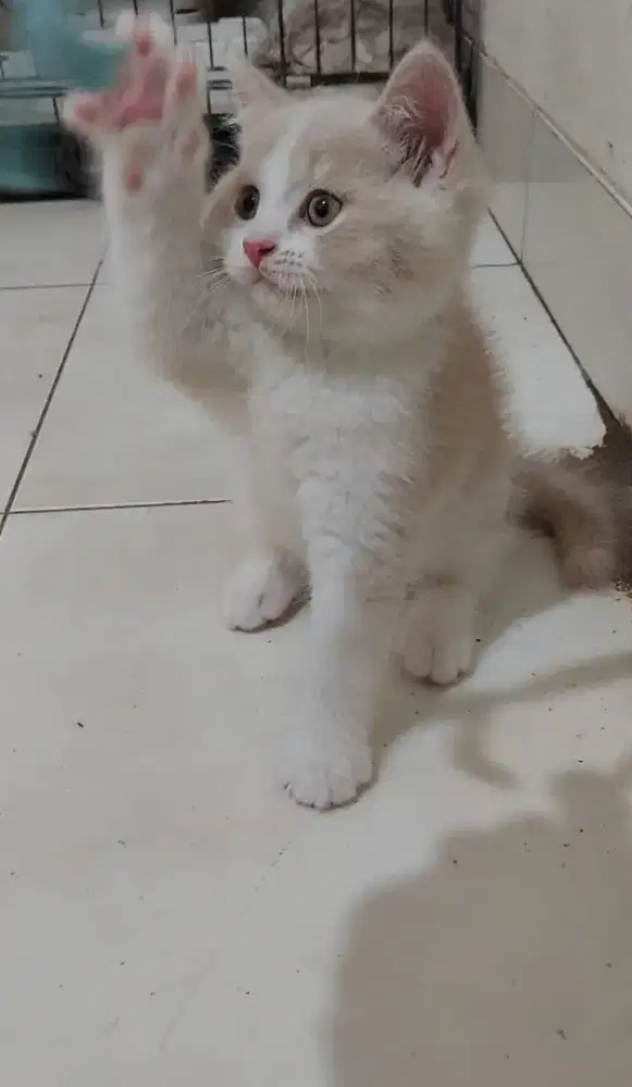 Kitten british shorthair bicolor fawn jantan kucing bsh non ped