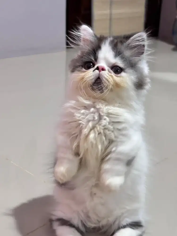 KITTEN MUNCHKIN PEAKNOSE JANTAN 2.5 BULAN