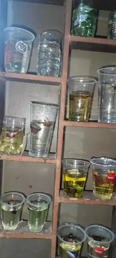 Ikan Cupang hias
