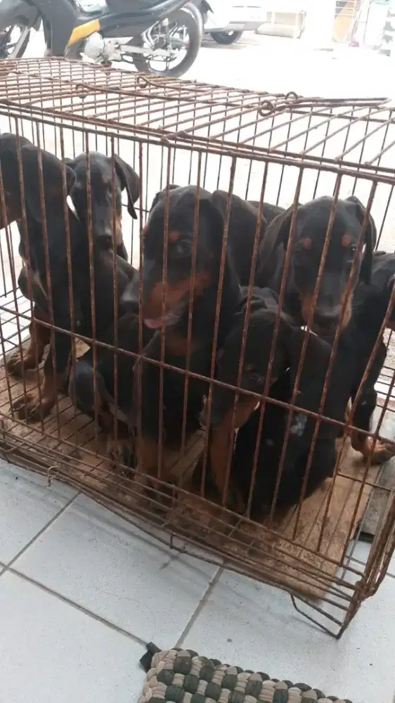 Anjing doberman