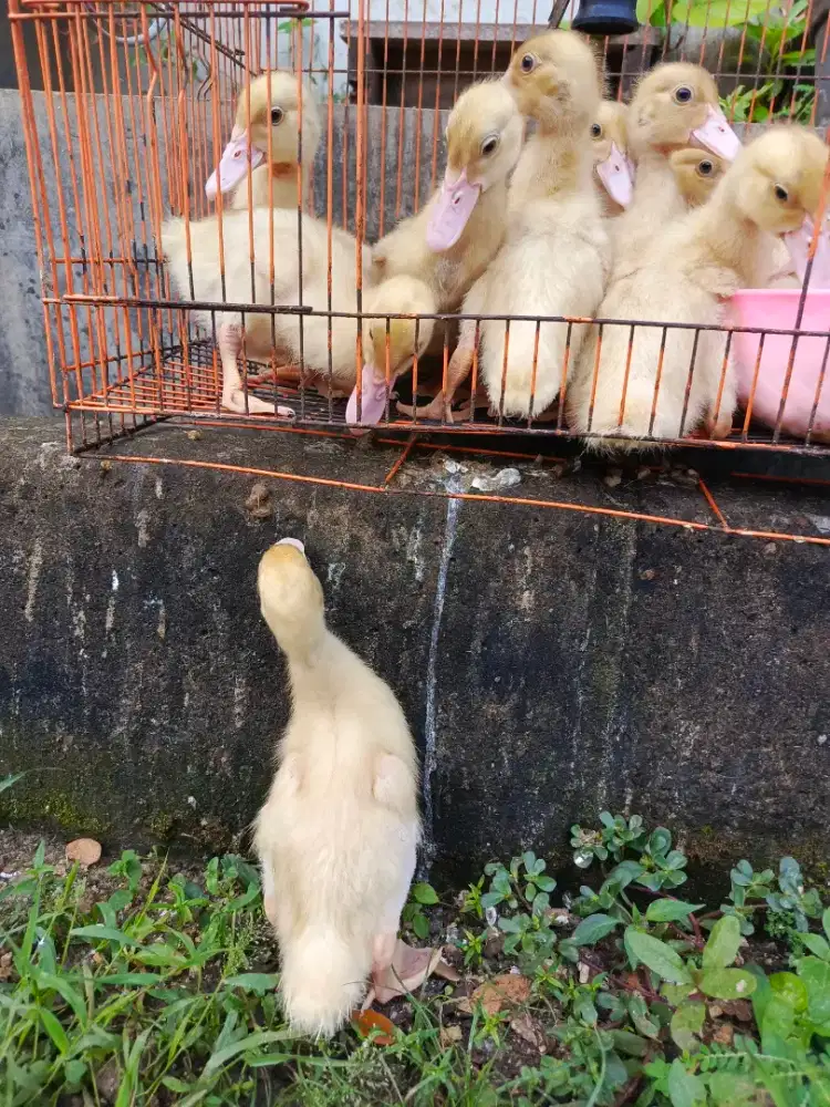 Bebek blitar,  anakan Bebek pedaging. Paket 3 ekor