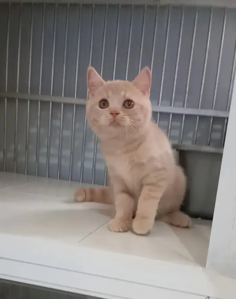 BRITISH SHORTHAIR/BSH CREAM