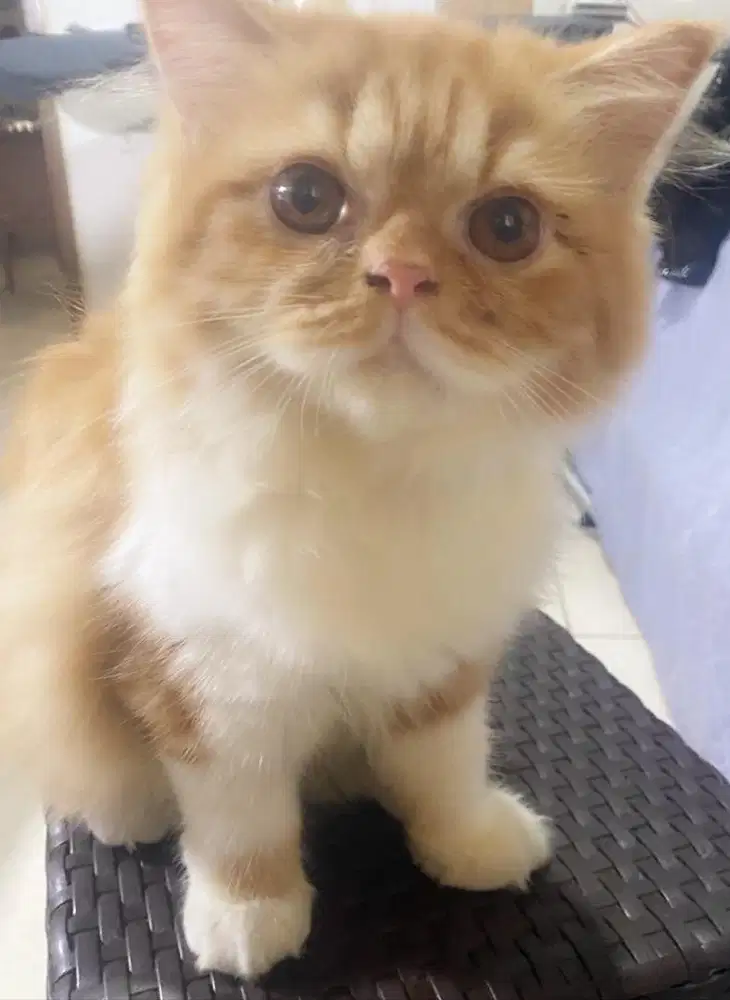 Lepas Adopsi Kucing Peaknose longhair