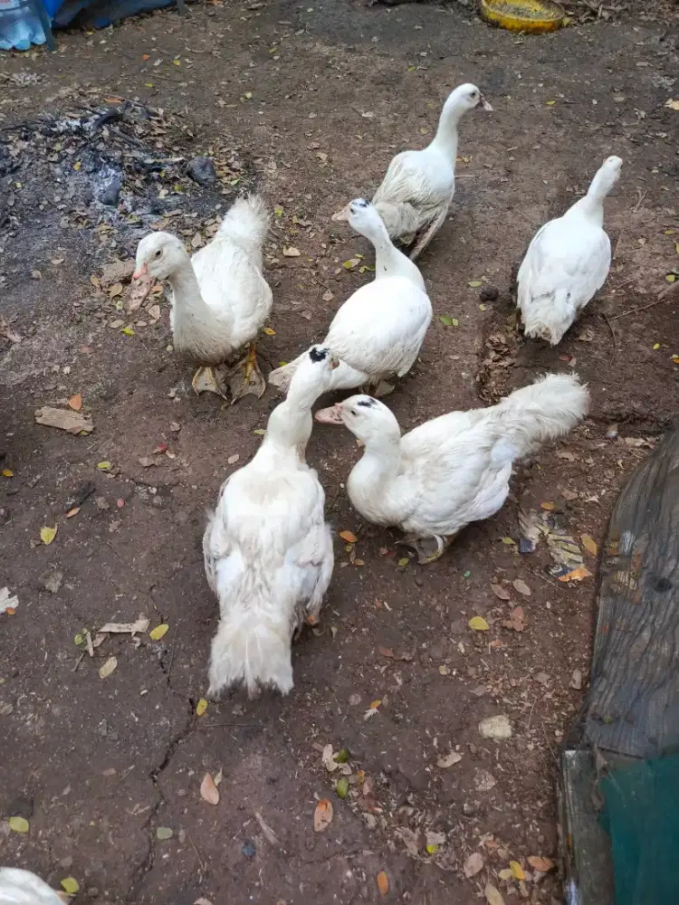 Bebek blitar jumbo 2 bulan. 1kg