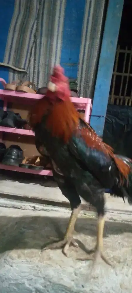 Jual ayam Bangkok Mangon silang pama