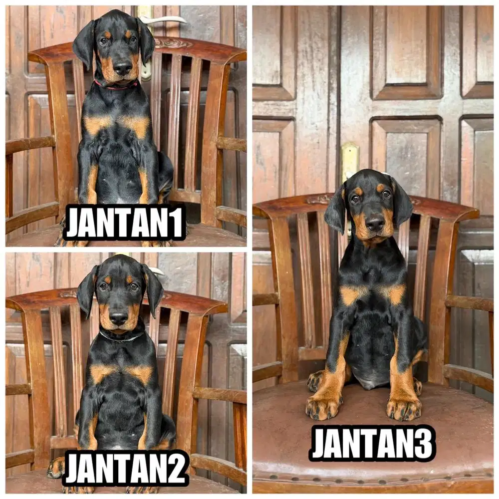 Doberman jantan 1,5bulan stb vaksin super bigbone