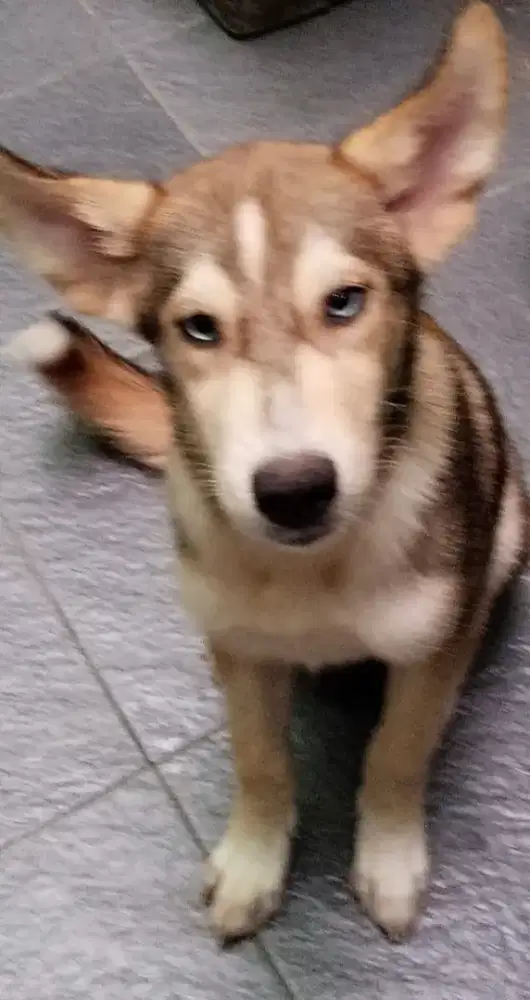 Anjing peliharaan