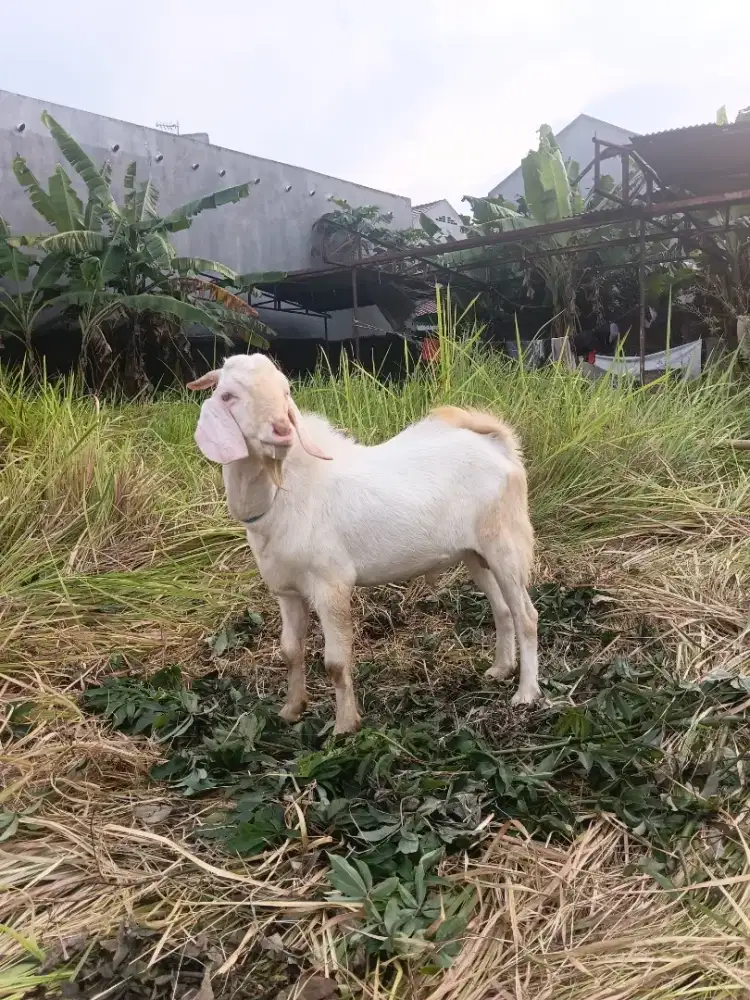 Kambing istimewa bagi pemiliknya