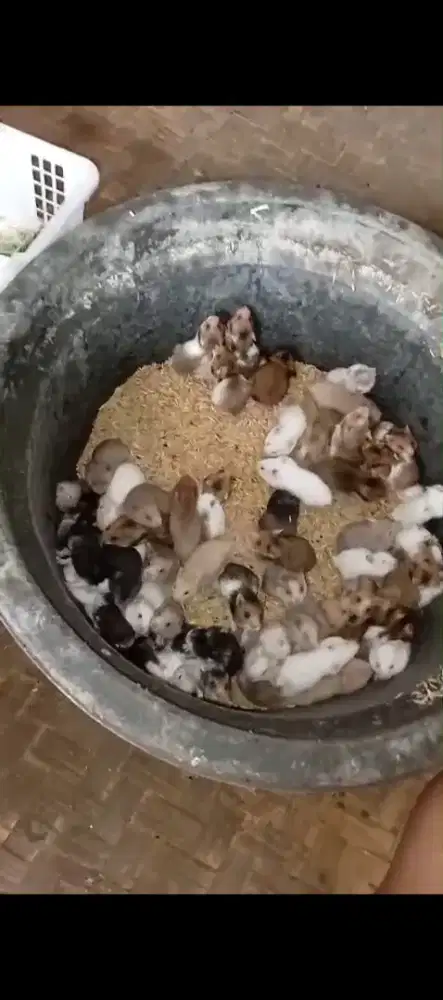 Hamster syirian jinak