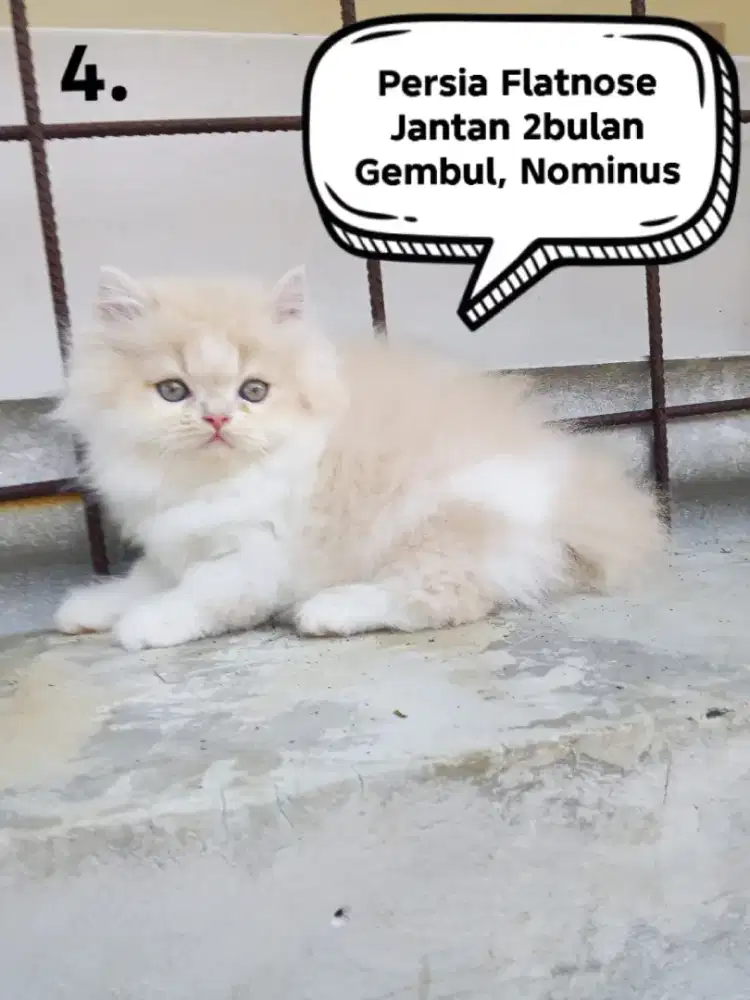 Kucing Persia flatnose