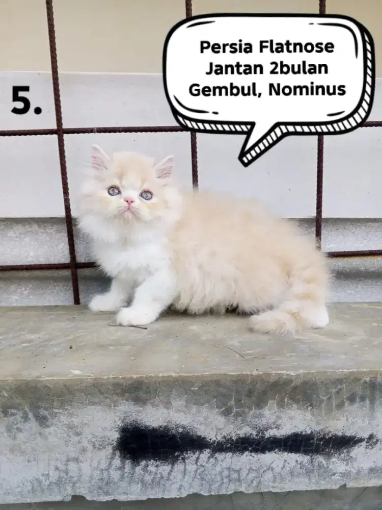 Kucing Persia flatnose
