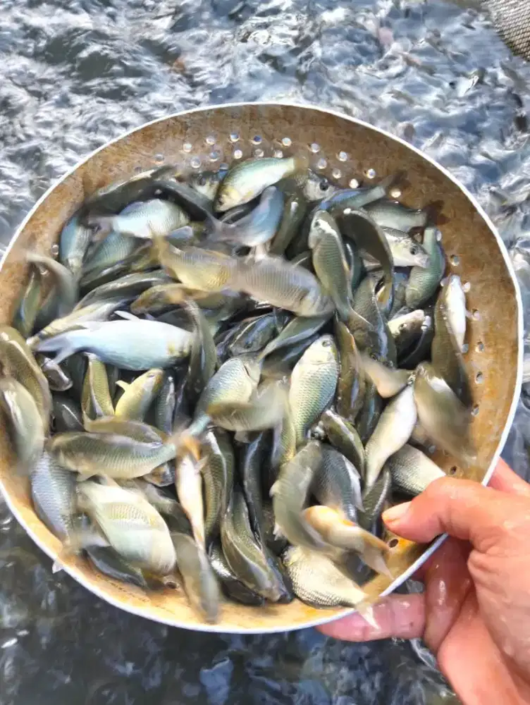 BIBIT IKAN MAS JUMBO