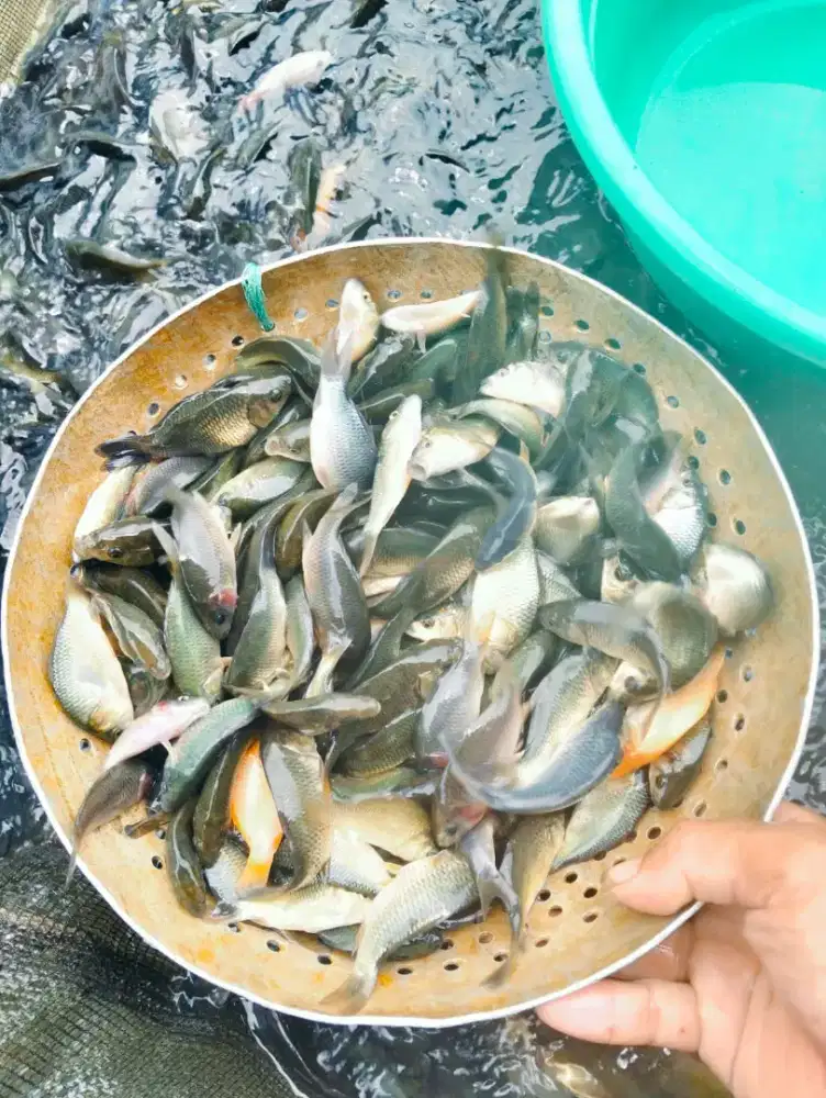 BIBIT IKAN MAS,NILA,GURAME, LELE