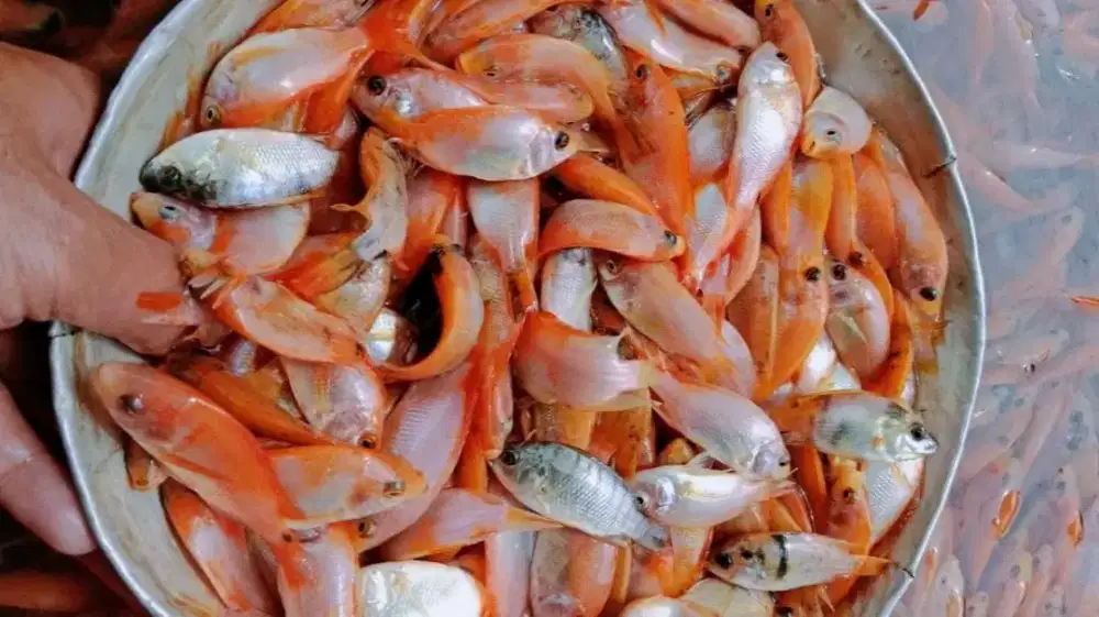 JUAL BIBIT IKAN AIR TAWAR MAS, GURAME, NILA DAN LELE