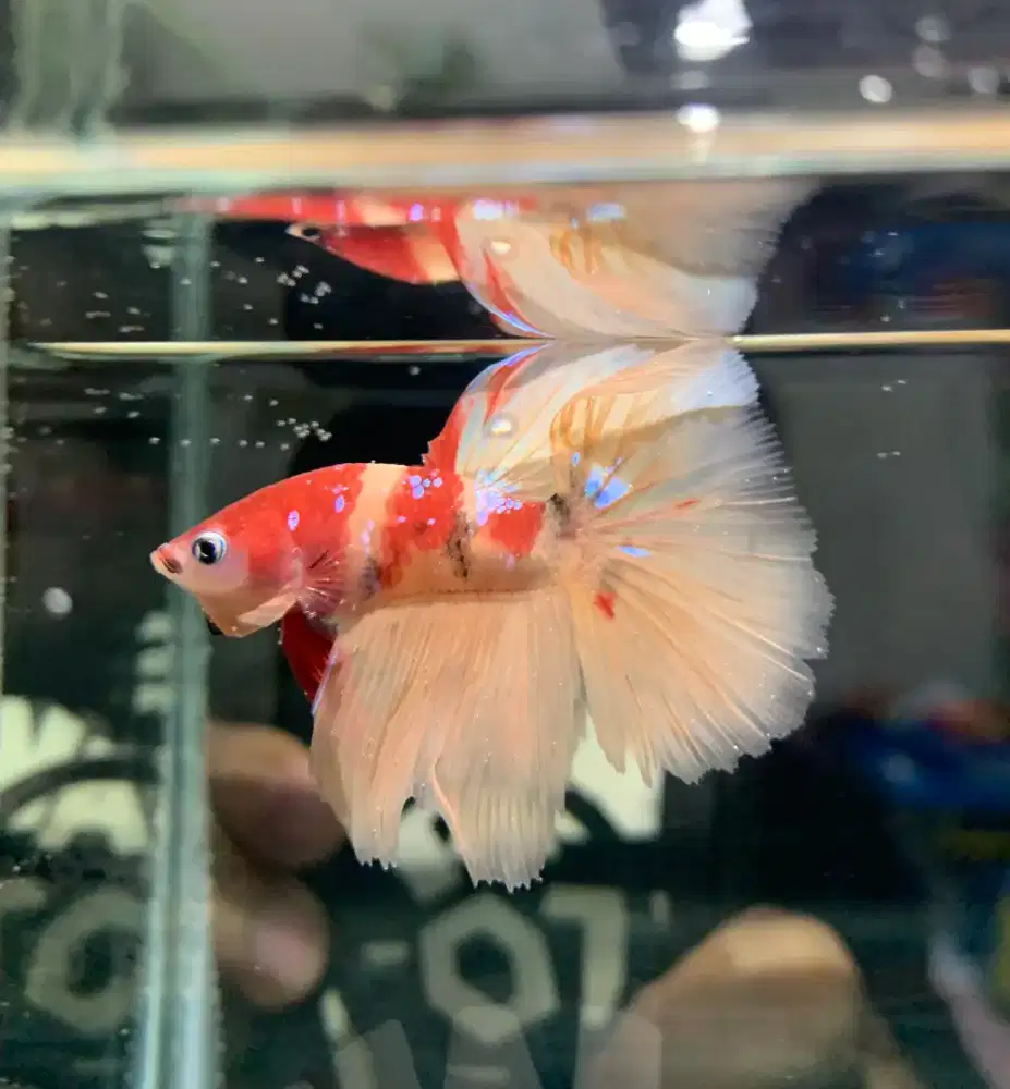 ikan cupang hias