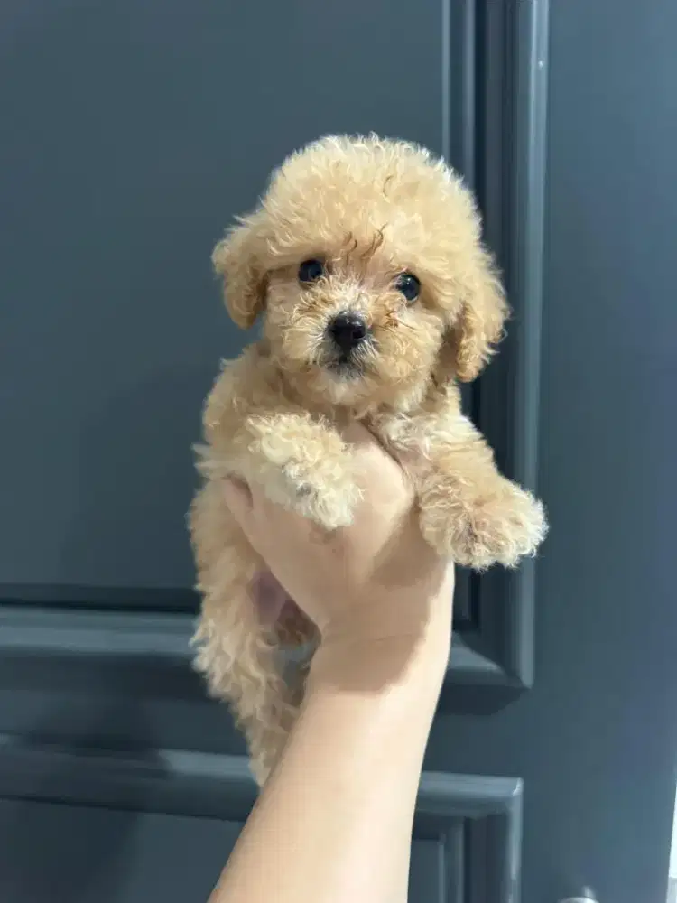 Poodle toy tiny