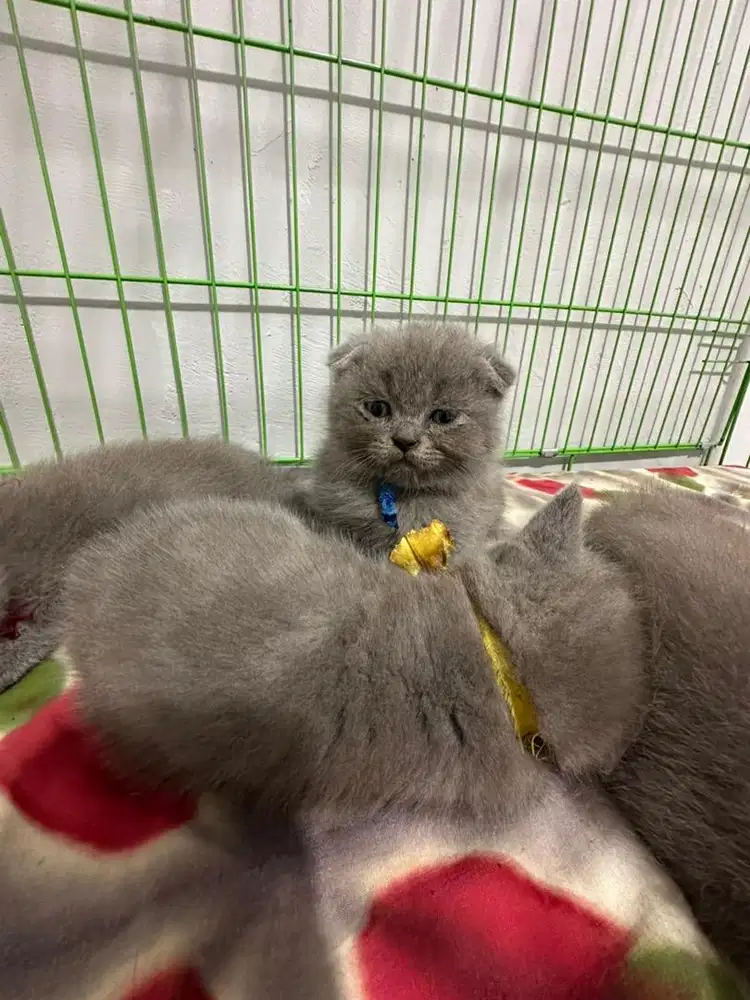Open Adop BSH + Scottish fold