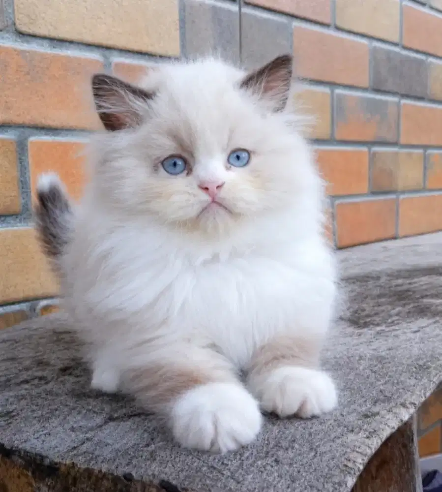Ragdoll jantan kitten