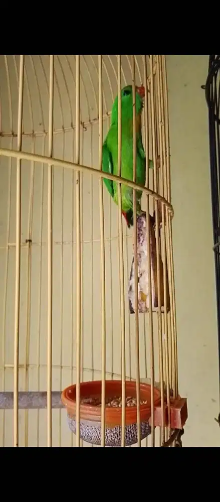 burung alam imut lucu harian aktif makan lahab