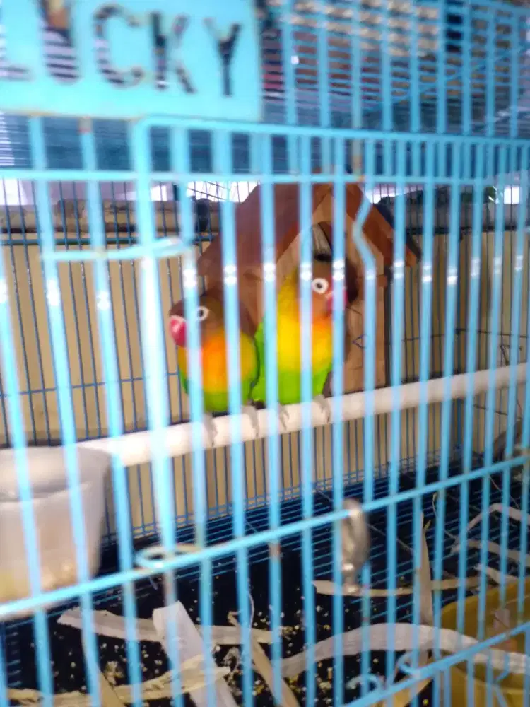 Burung lovebird sepasang
