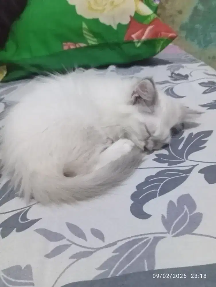 Kucing Himalaya