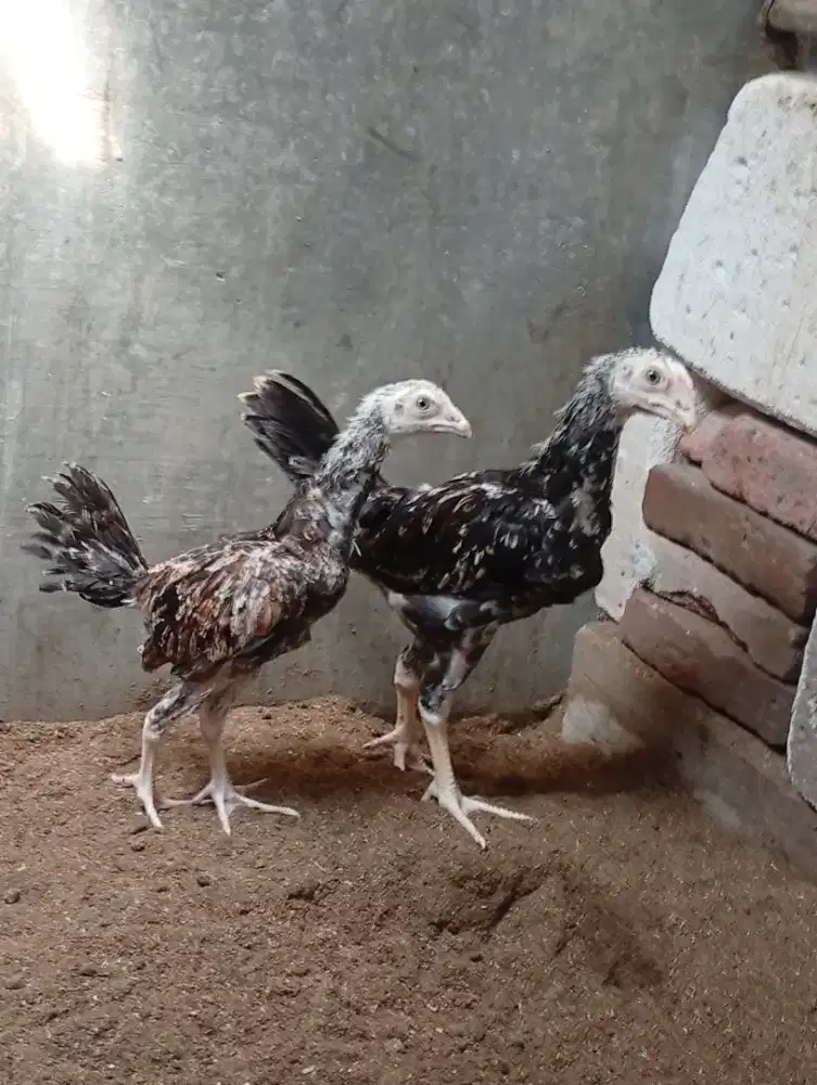 Anakan ayam Indio gigante 2.5 bulan