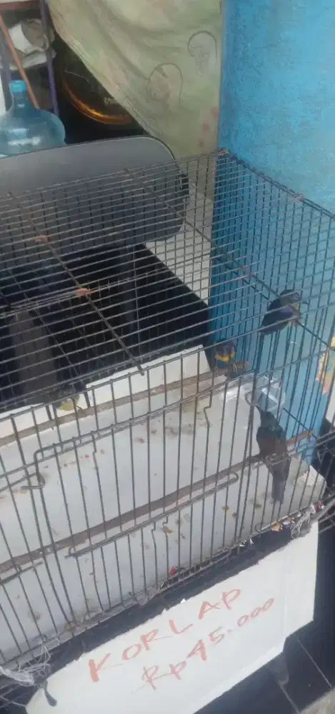 Burung Kolibri kelapa