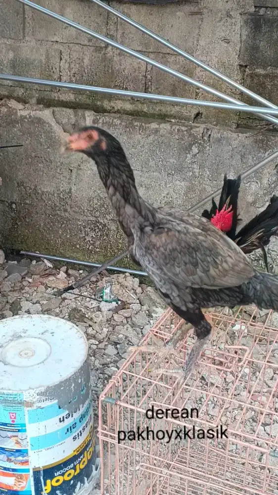 Ayam Bangkok jual murah