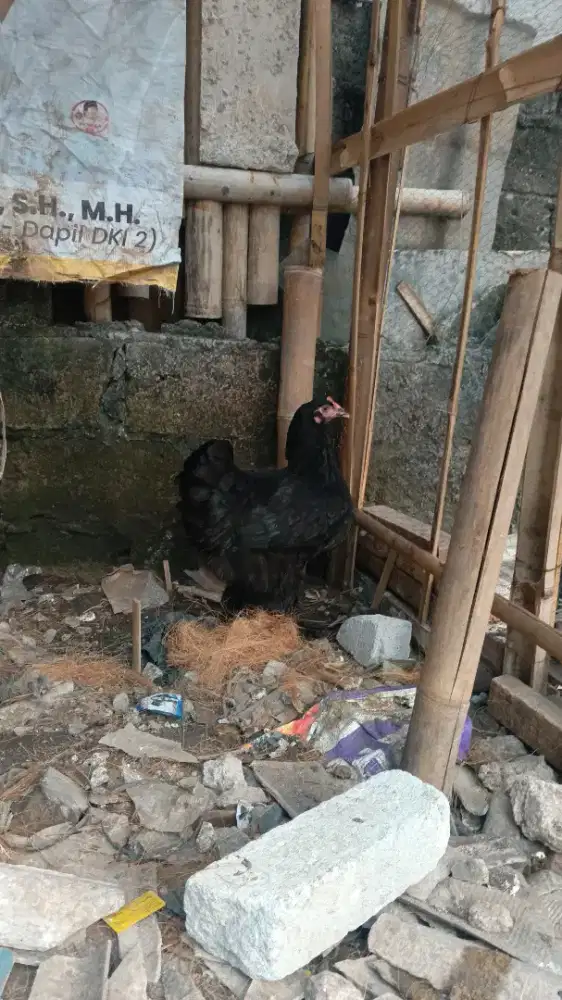 Jual murah ayam Brahma sepasang