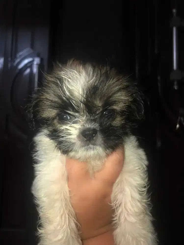 Anjing Shihtzu non stb