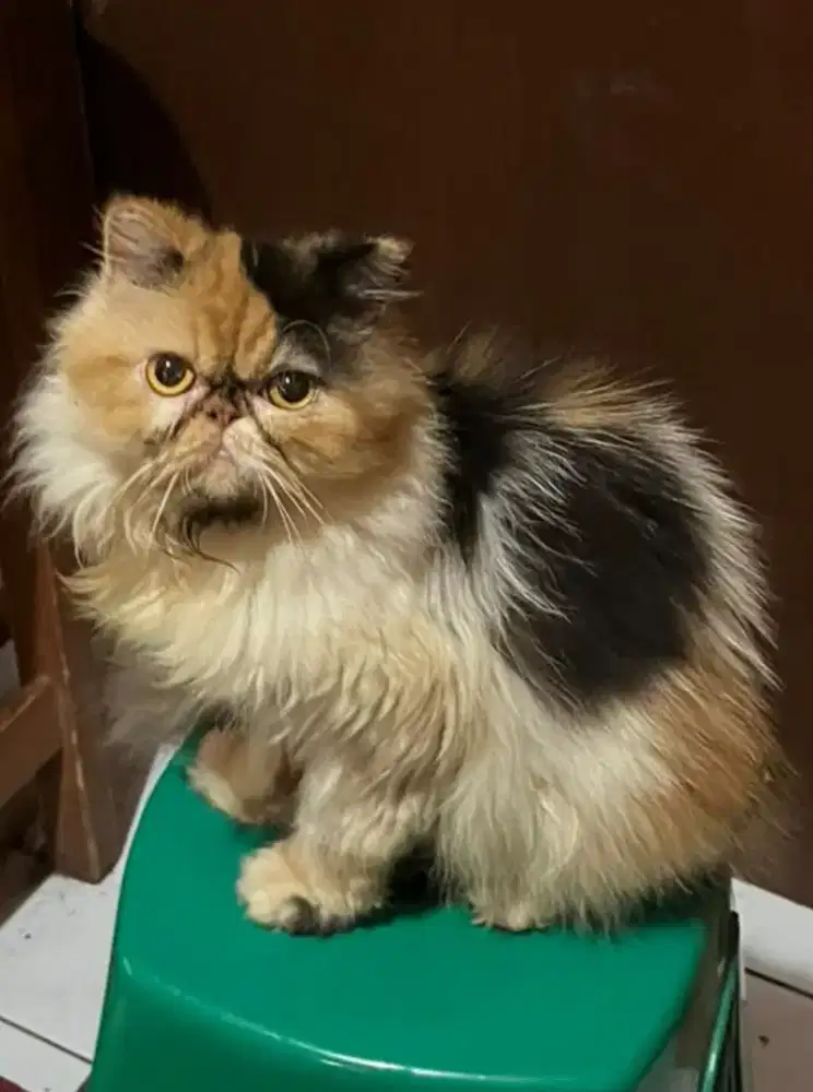 Kucing Persia peaknose