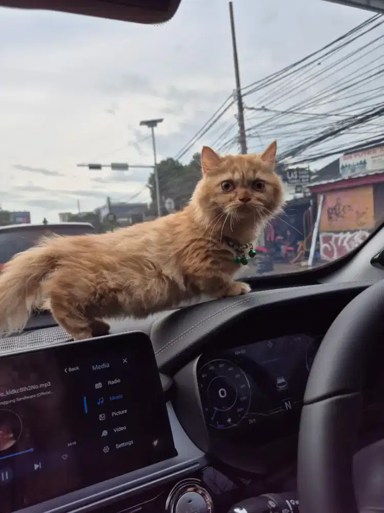 Kucing Munckin Kitten