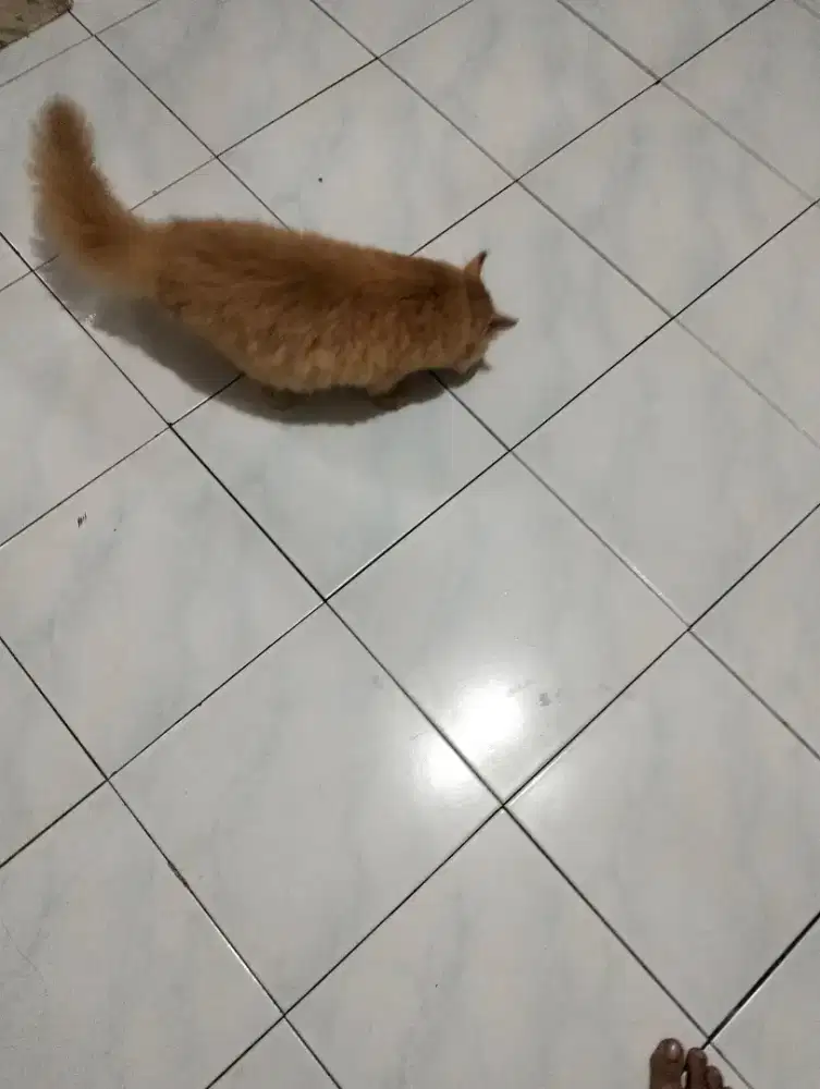 Kucing persia ekor lebat dan tebal