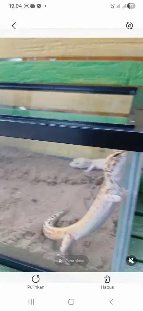 Djual gecko sepasang