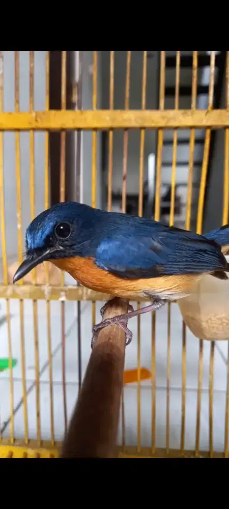 Burung tledekan jatim