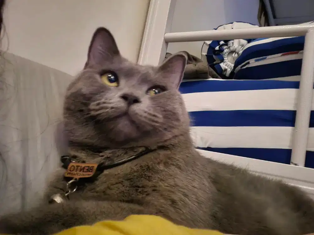 British Short Hair (BSH) nonped