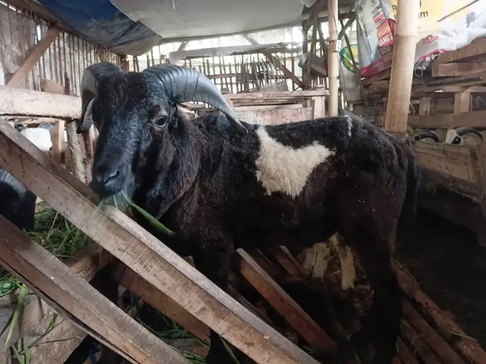 DIJUAL DOMBA KURBAN MURAH BERKUALITAS