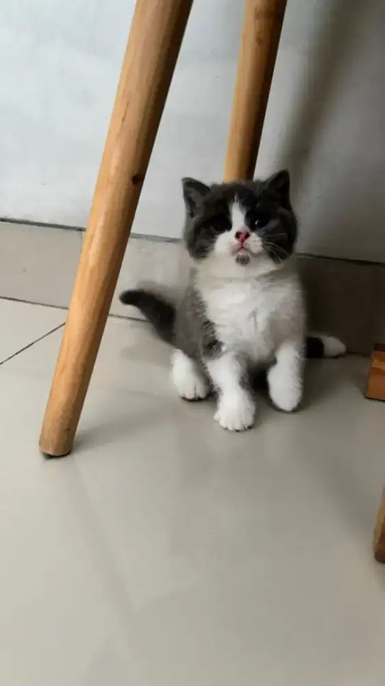 British Shorthait