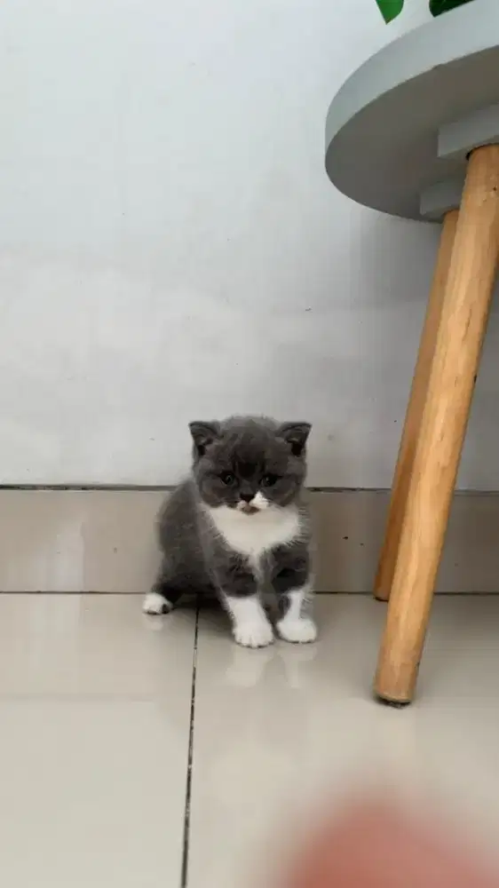 British Shorthair