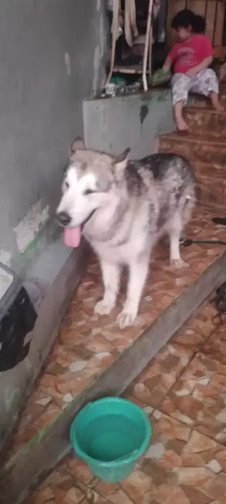 Dijual Alaskan Malamute