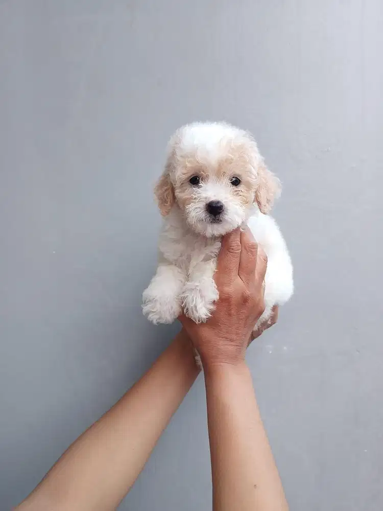 Poodle party jantan betina