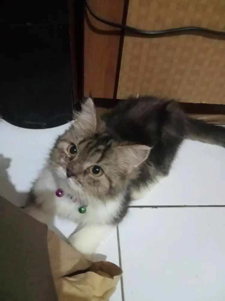Adopsi Kucing Persia